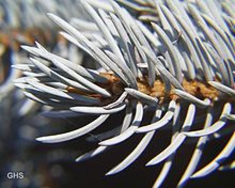 Ezüst fenyő Ezüst fenyő